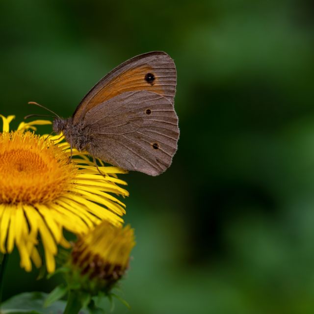 Maniola jurtina (Nymphalidae Satyrinae)